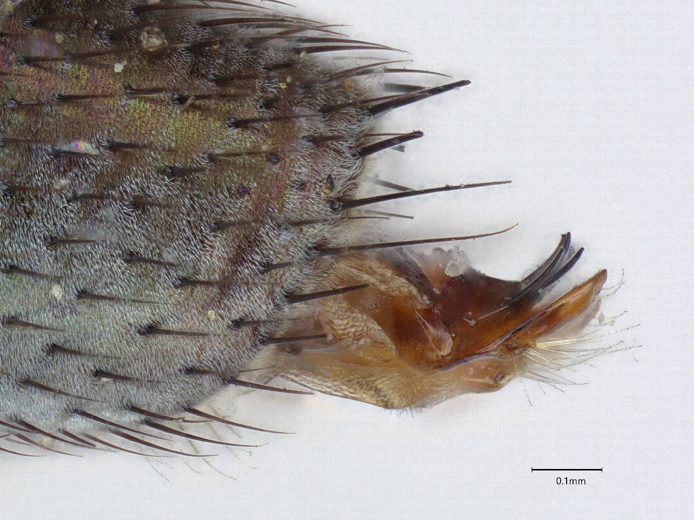 Polymedon nigrifemoratus image