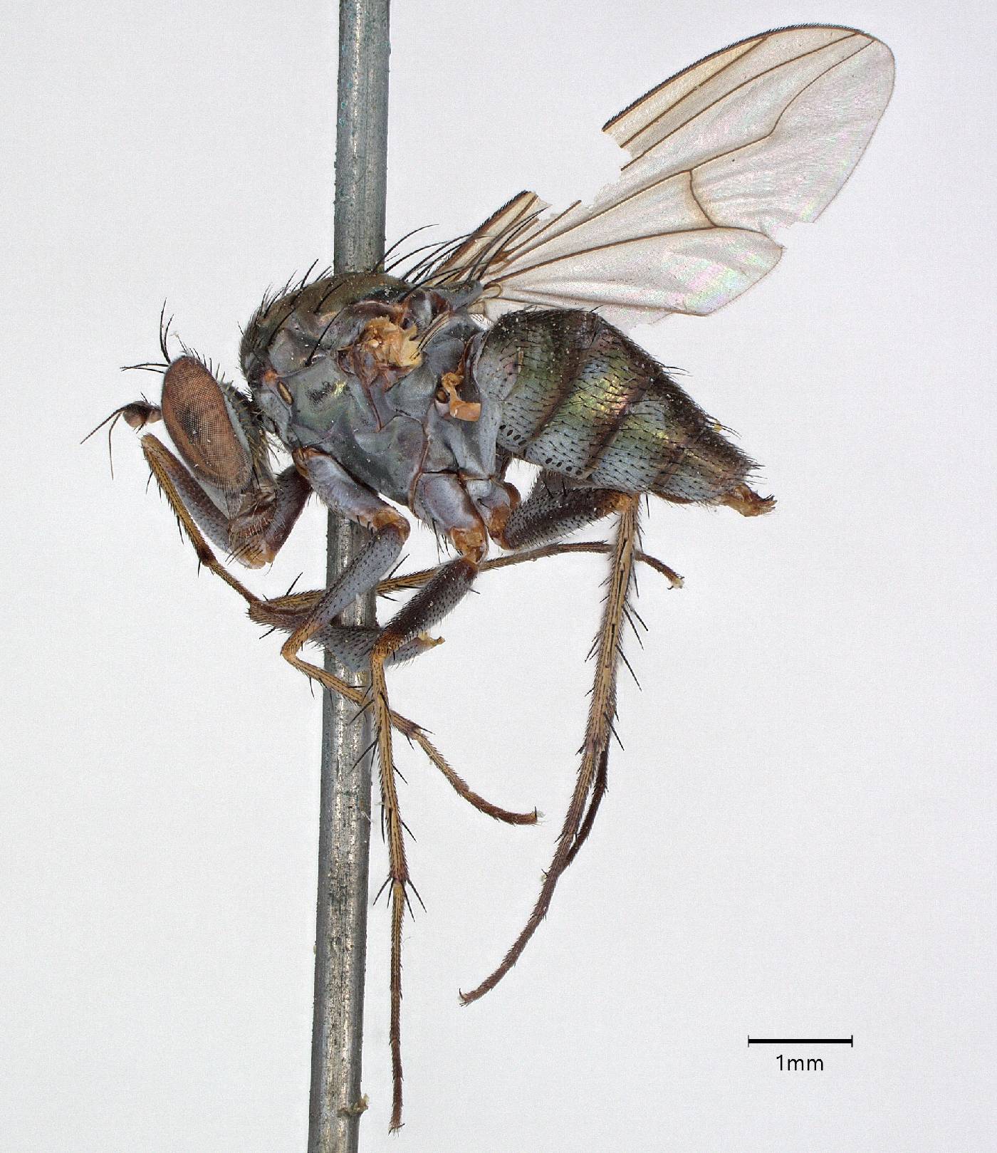 Polymedon nigrifemoratus image