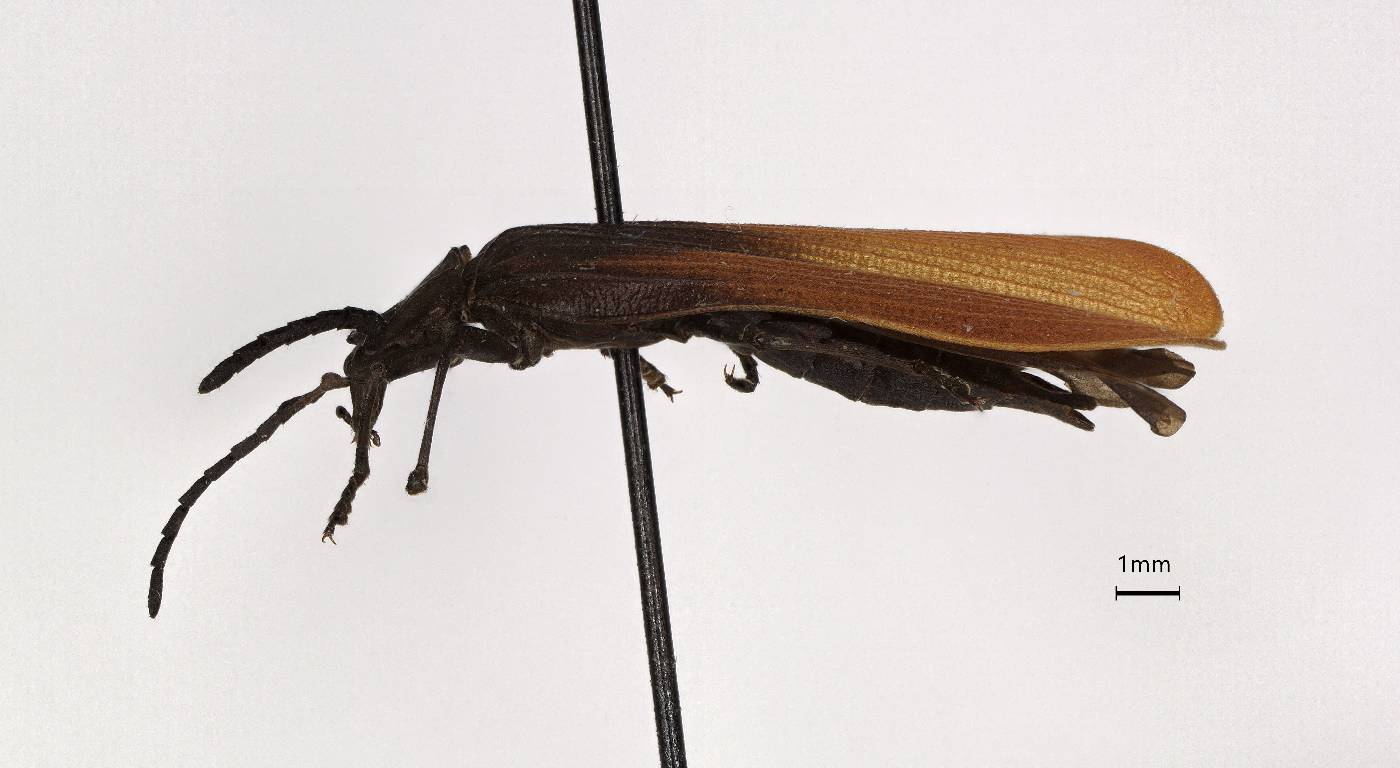 Lycostomus nigrofumosus image