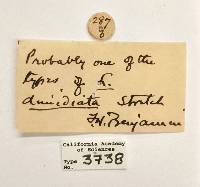 Leptarctia dimidiata image