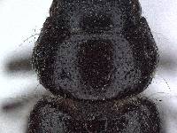 Coenonycha stohleri image