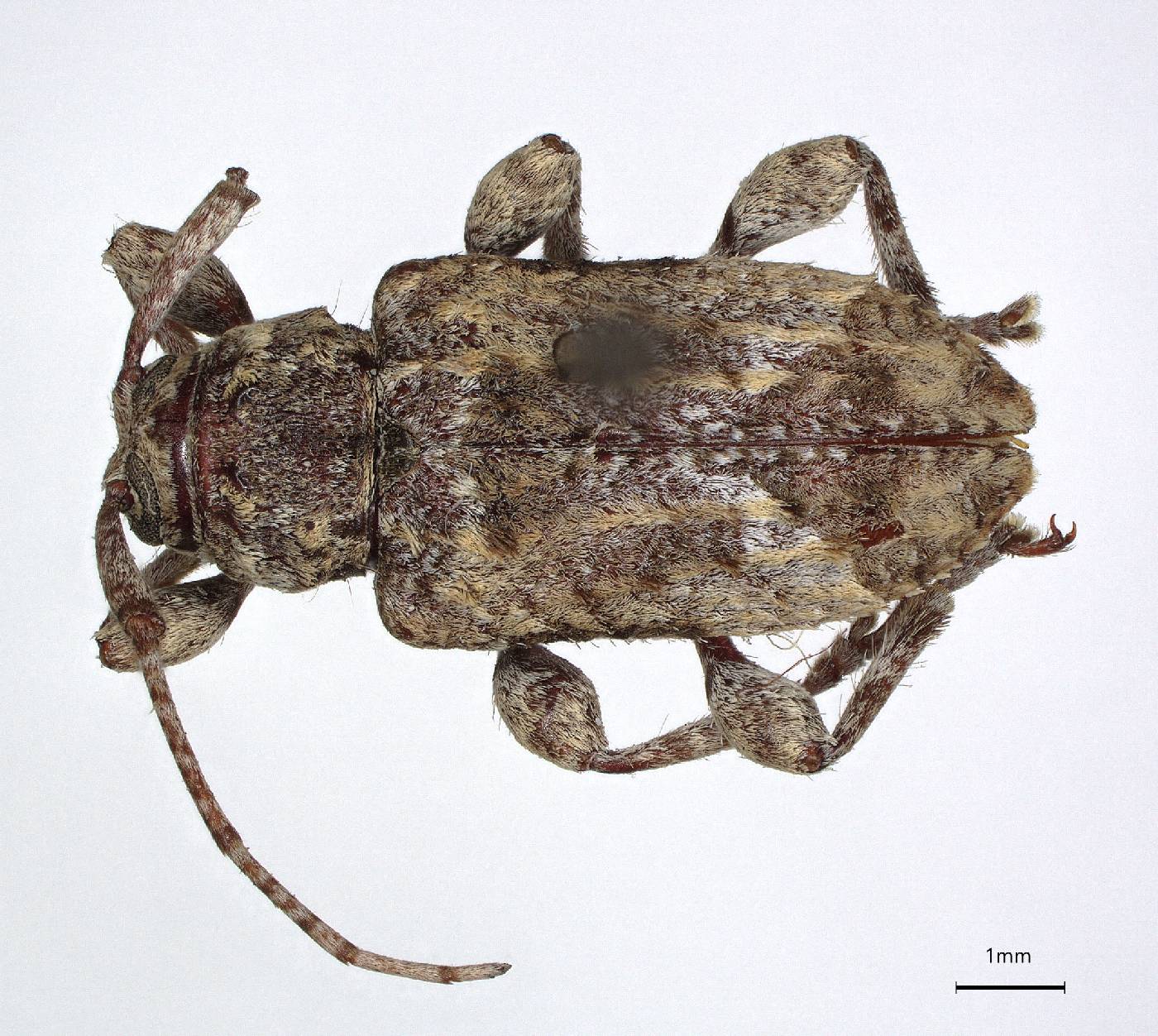 Leptostylus image