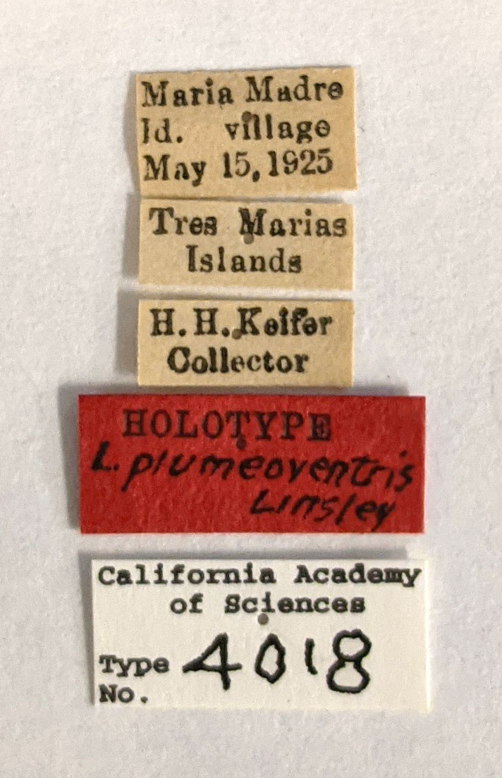 Leptostylus plumeoventris image