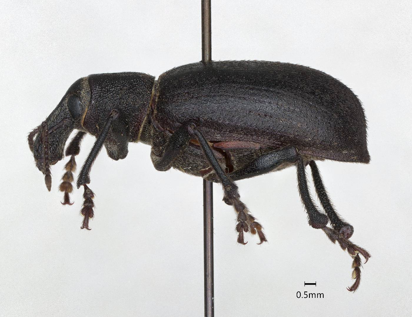 Triglyphulus nevadensis image