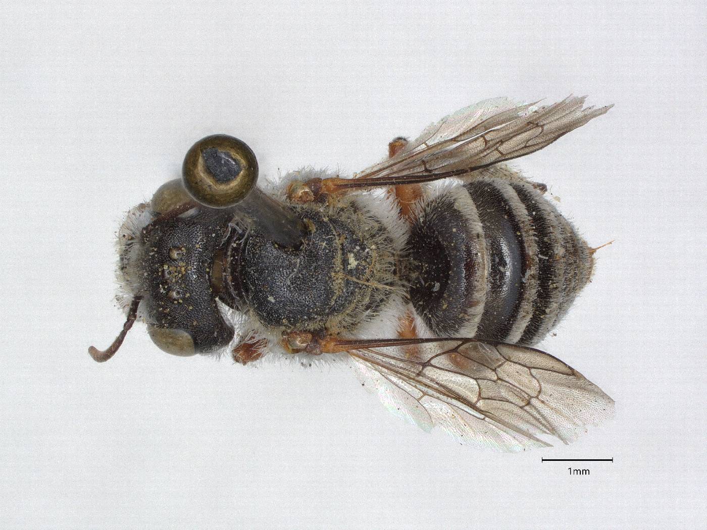 Anthocopa nitidivitta image