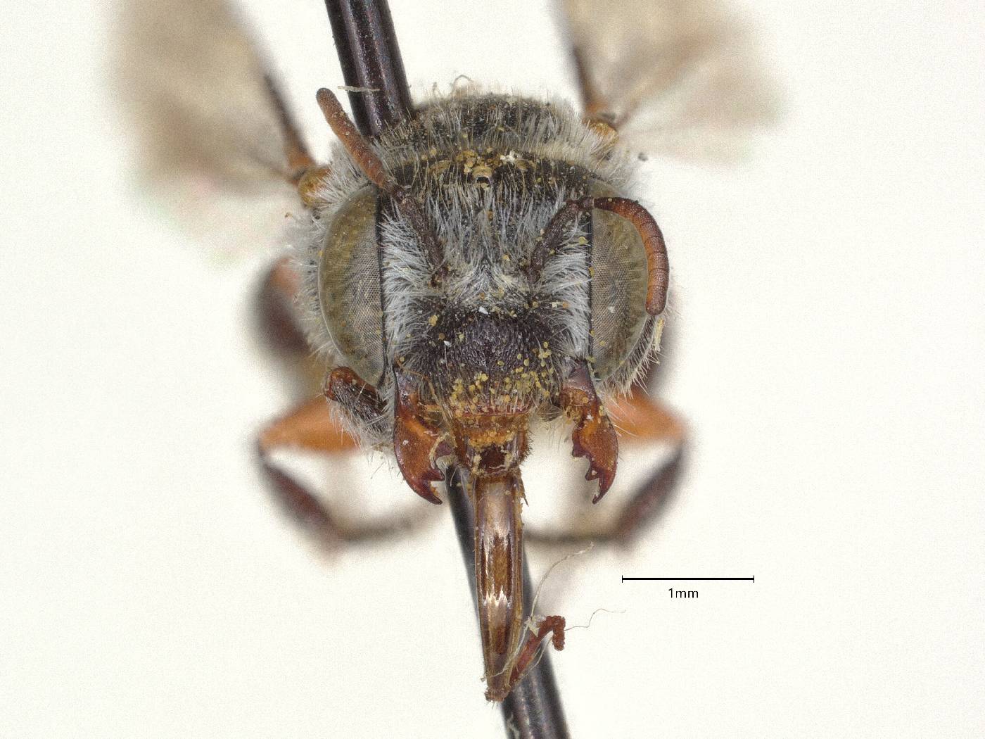 Anthocopa nitidivitta image