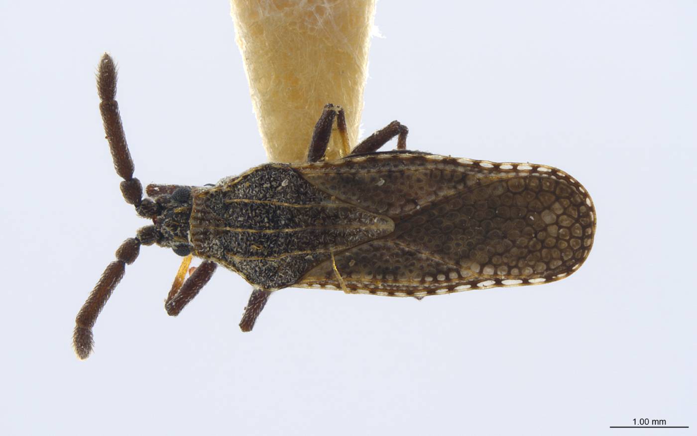 Teleonemia huachucae image