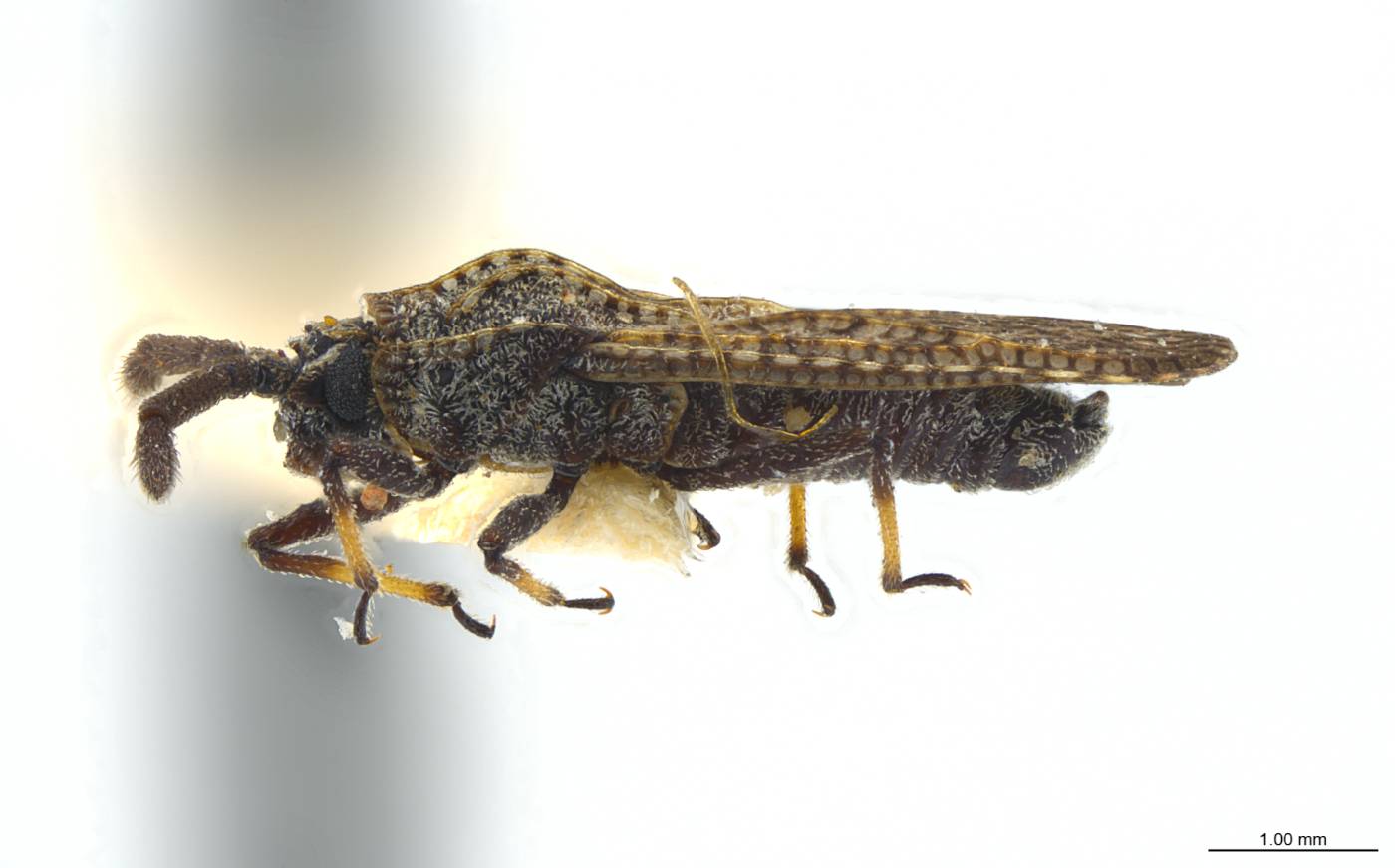 Teleonemia huachucae image