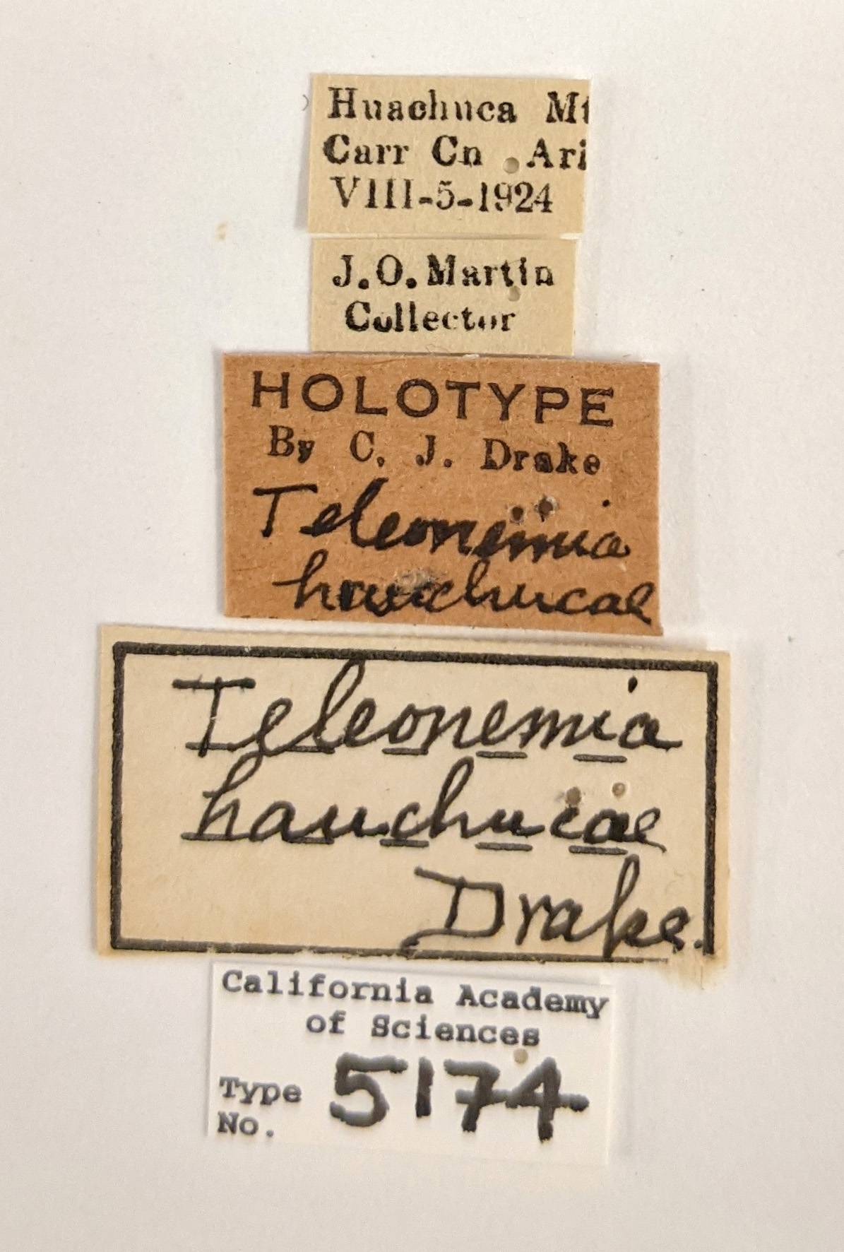 Teleonemia huachucae image