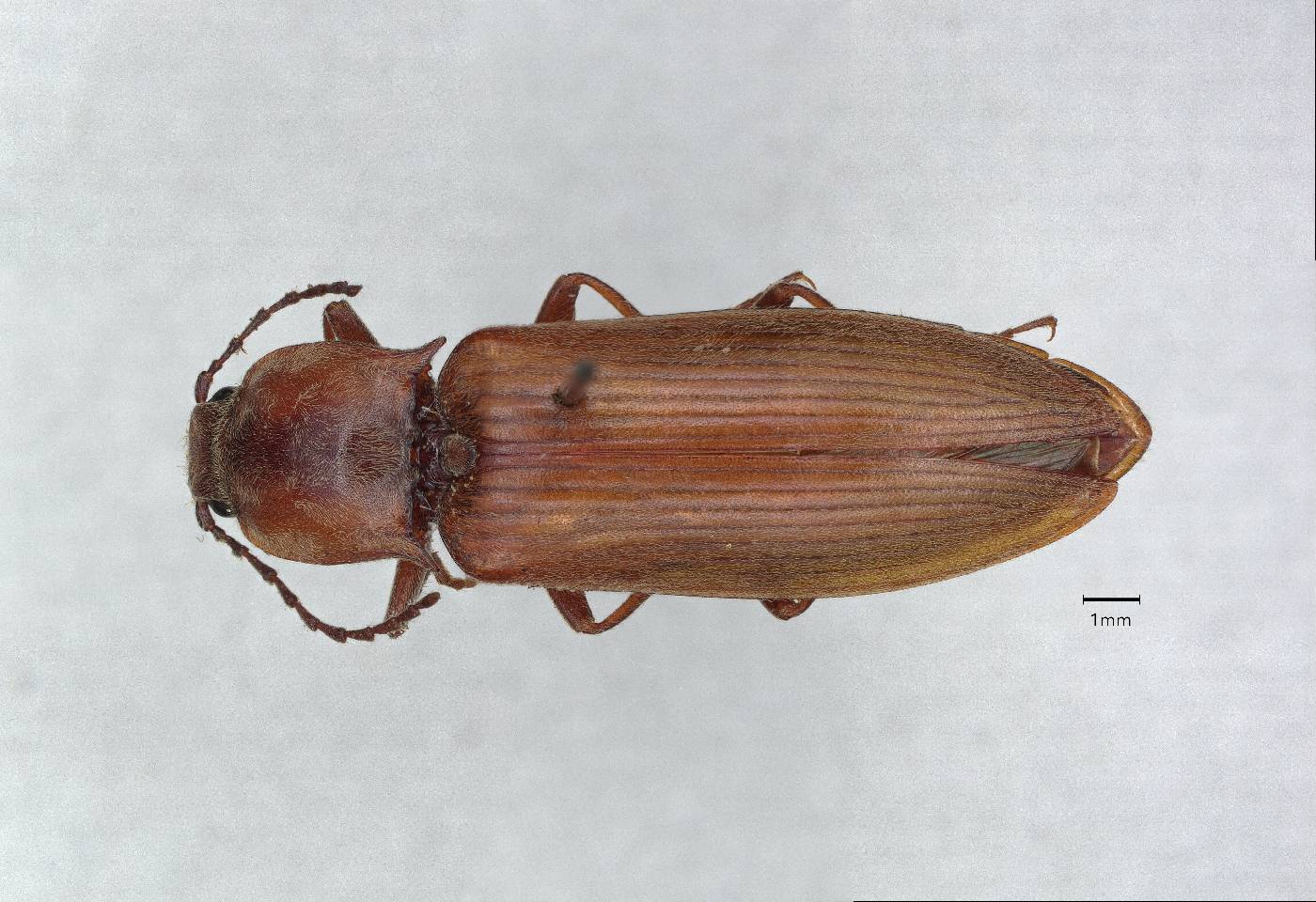 Ludius sierrae image