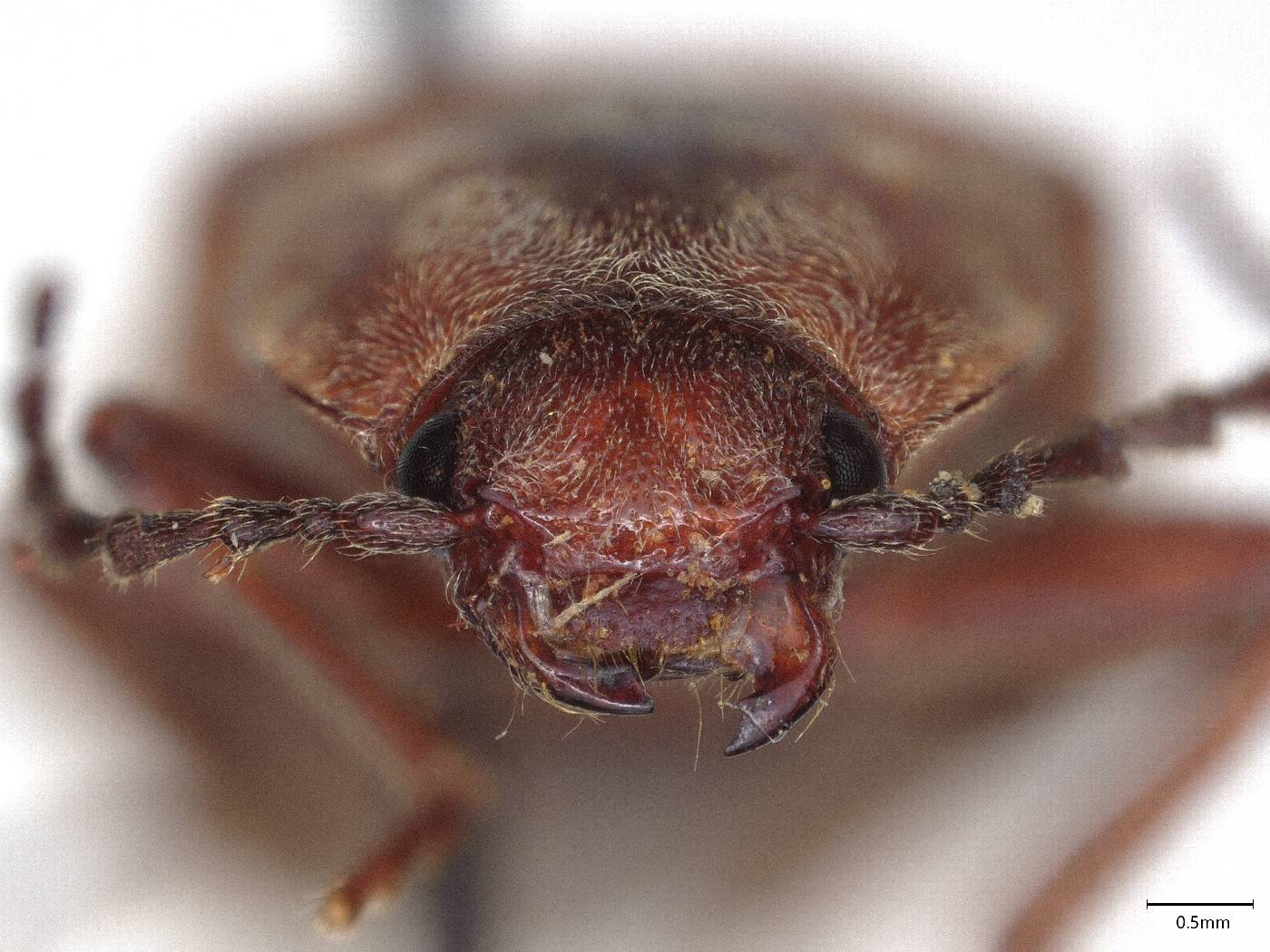 Ludius sierrae image