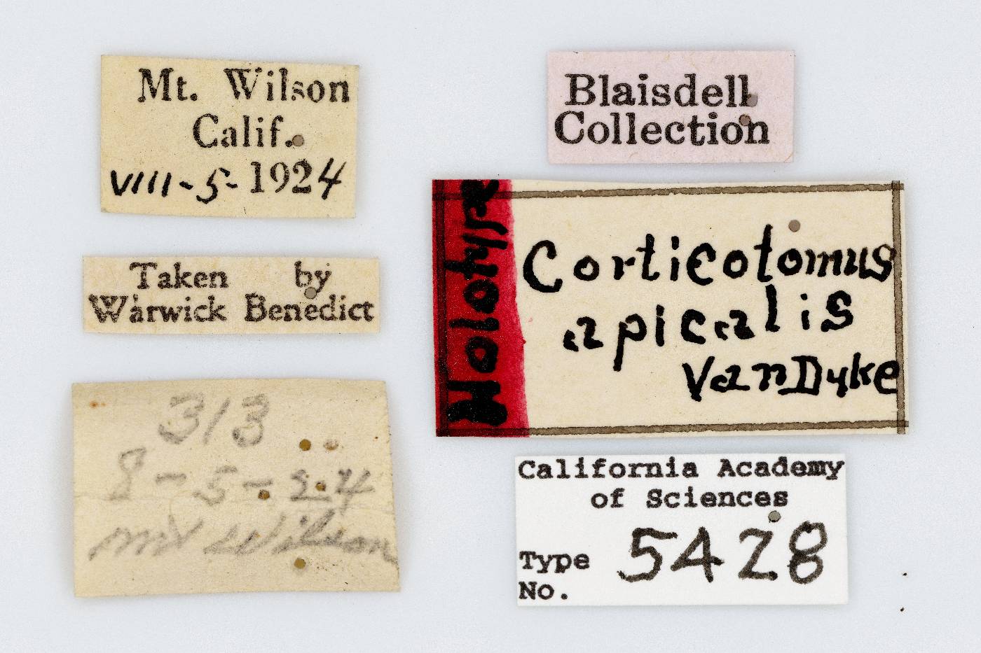 Corticotomus apicalis image