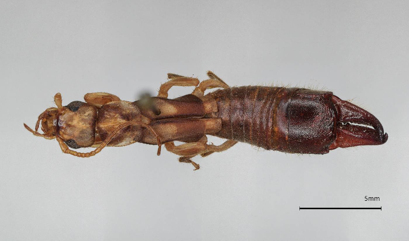 Cranopygia carinata image