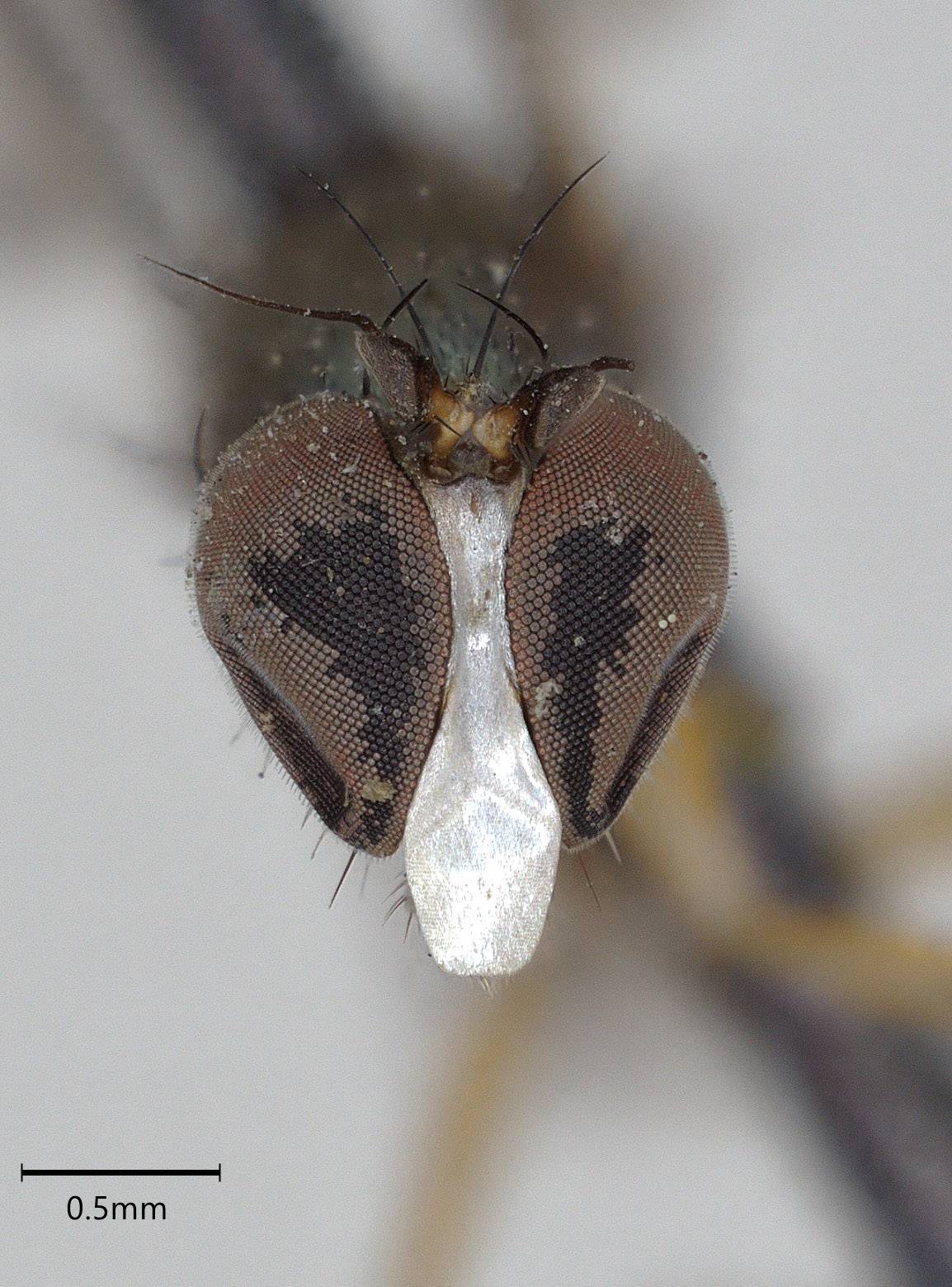 Polymedon californicus image