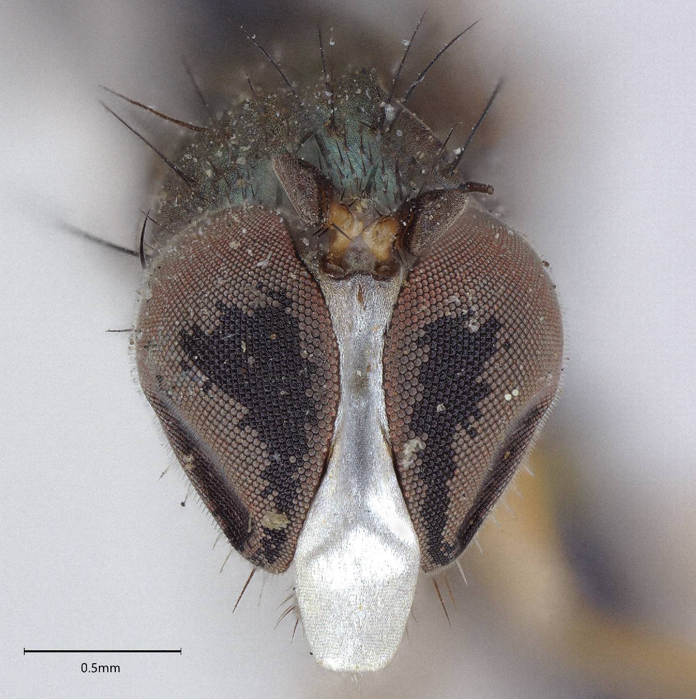 Polymedon californicus image