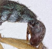 Polymedon californicus image