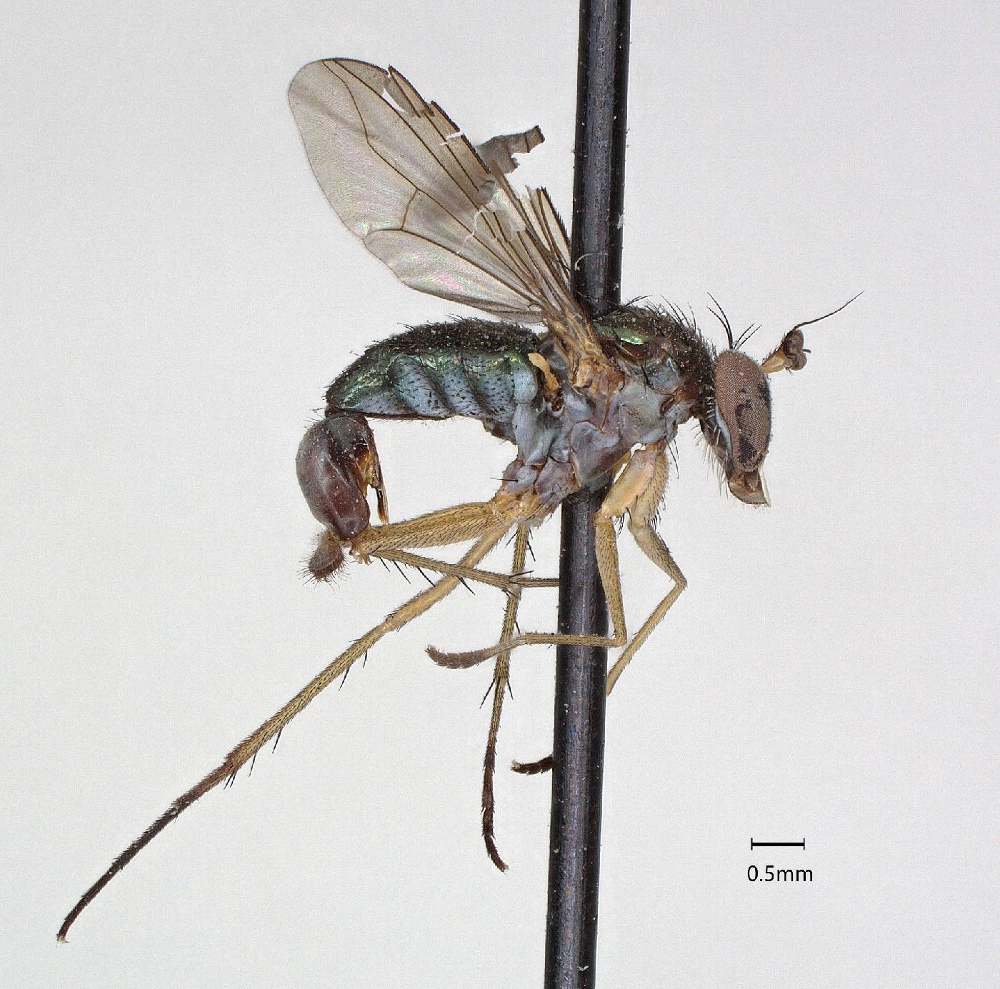 Polymedon californicus image