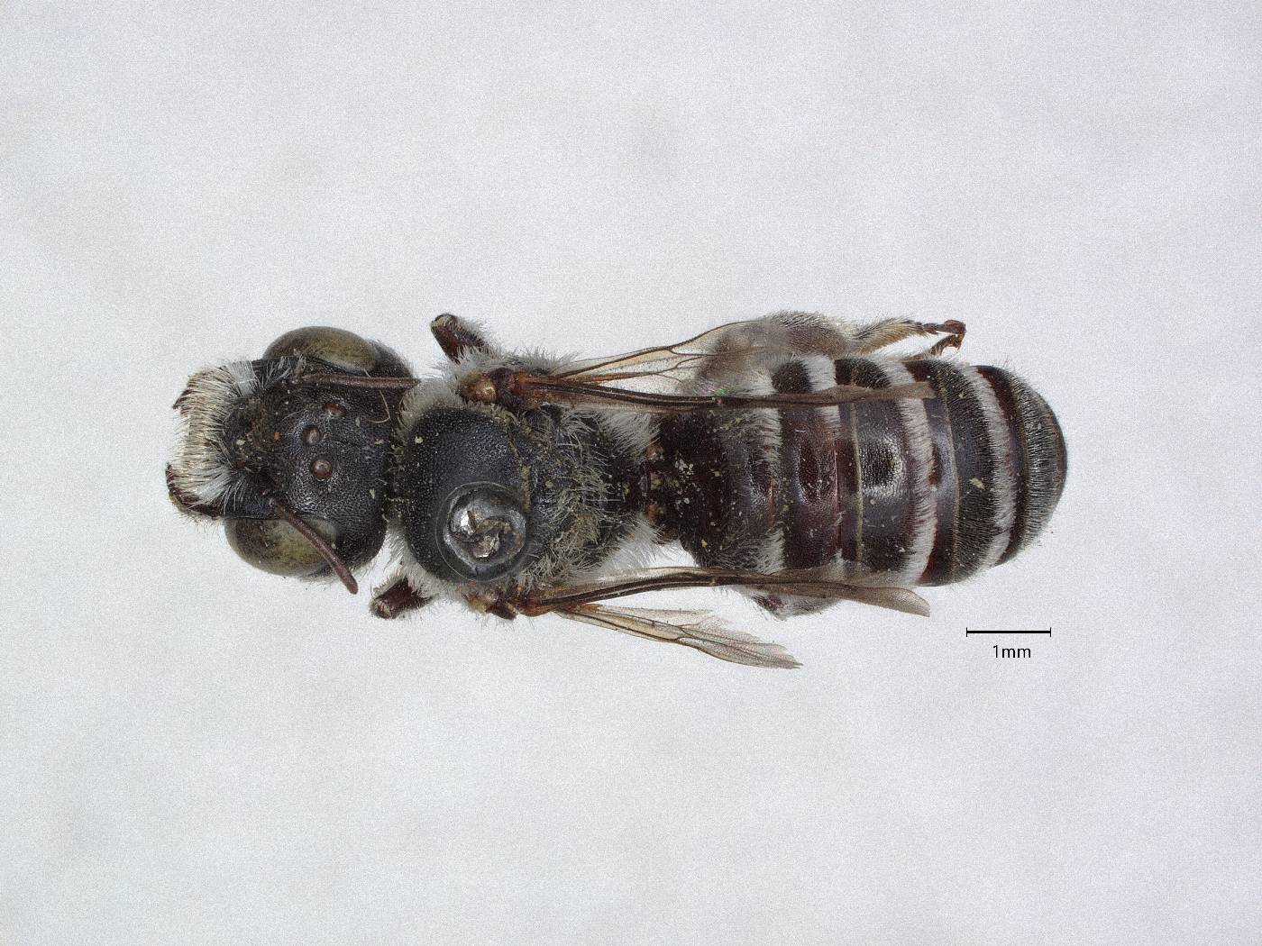Anthocopa hypostomalis image