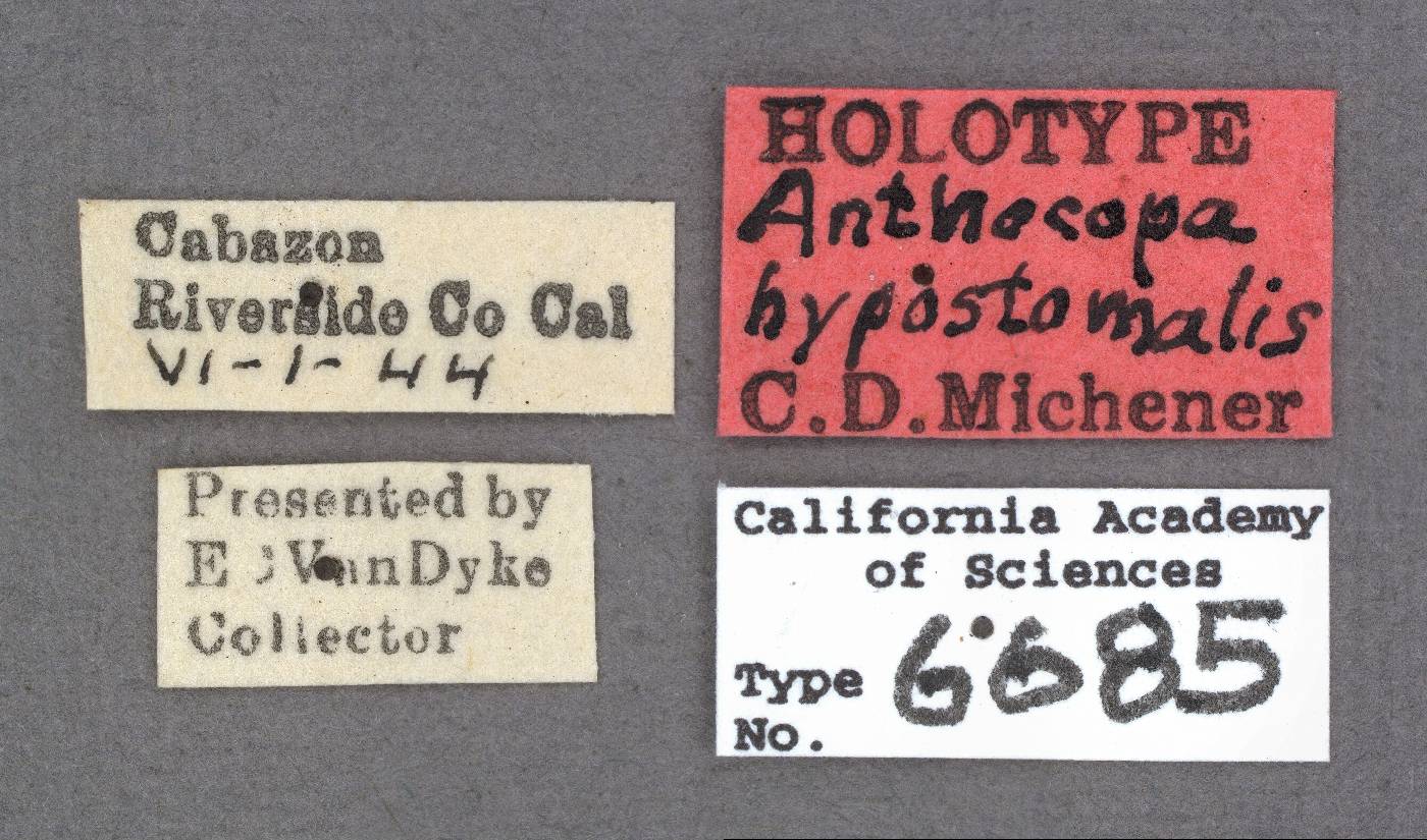 Anthocopa hypostomalis image