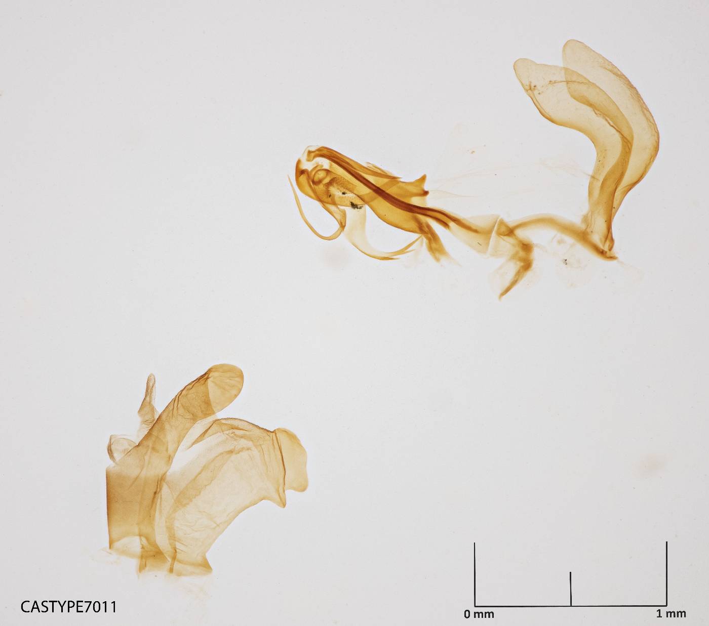 Borysthenes acuminatus image