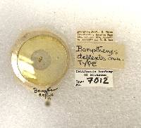 Borysthenes deflexus image