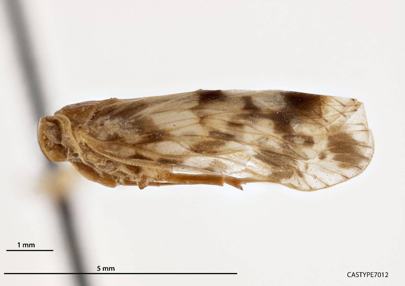 Borysthenes deflexus image