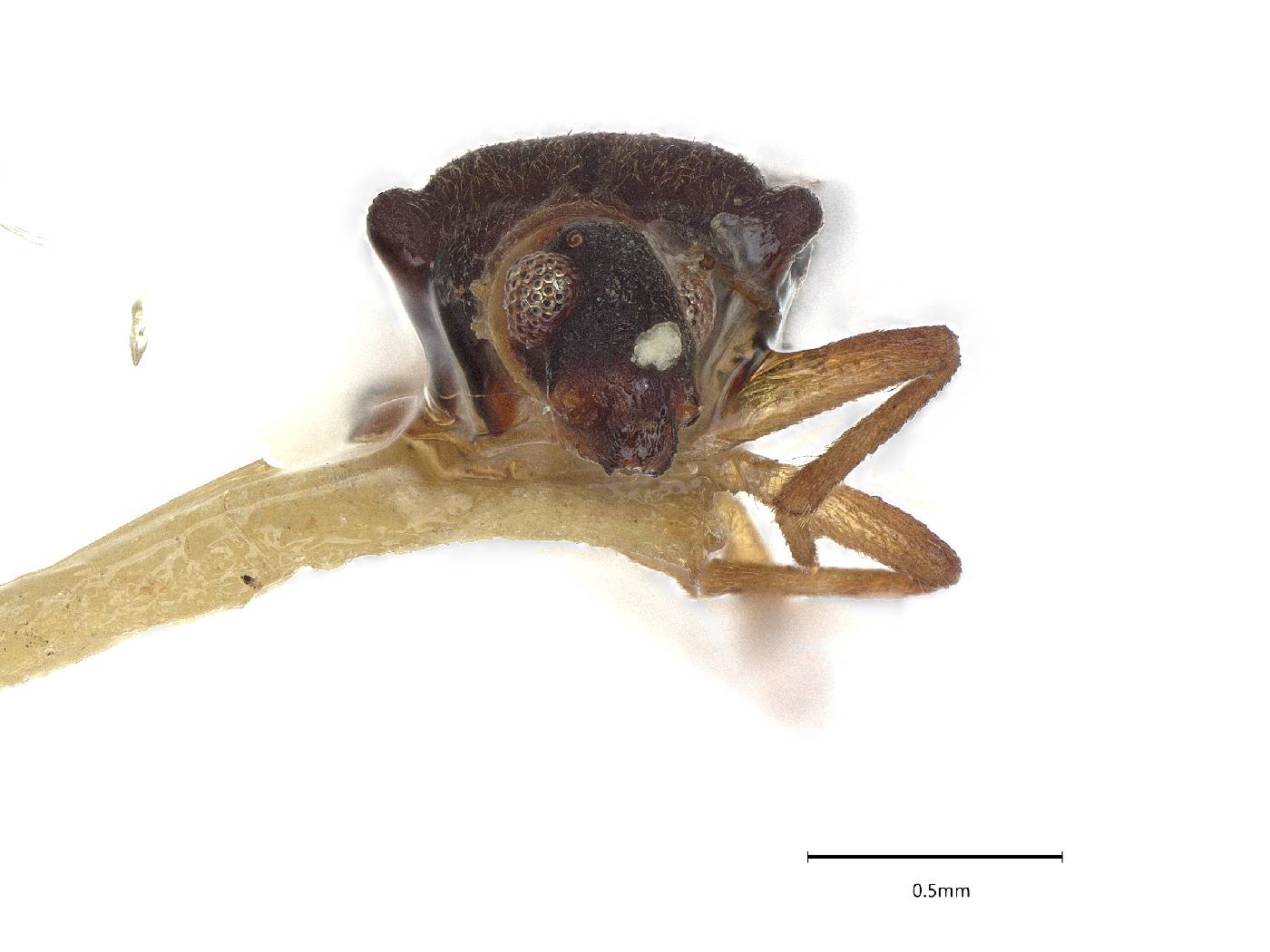 Hebrus nubilus image