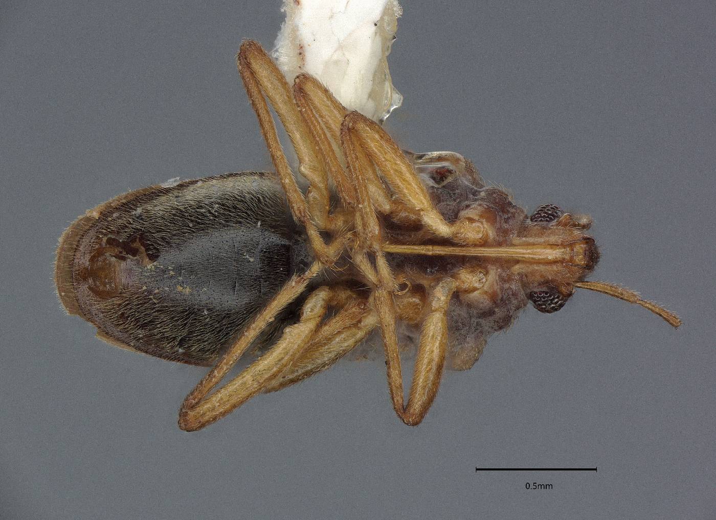 Hebrus usingeri image