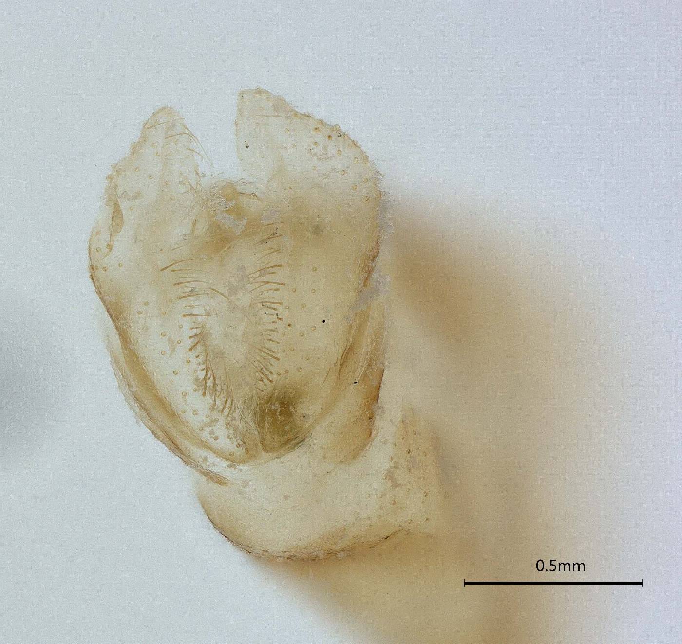 Neuroptera image