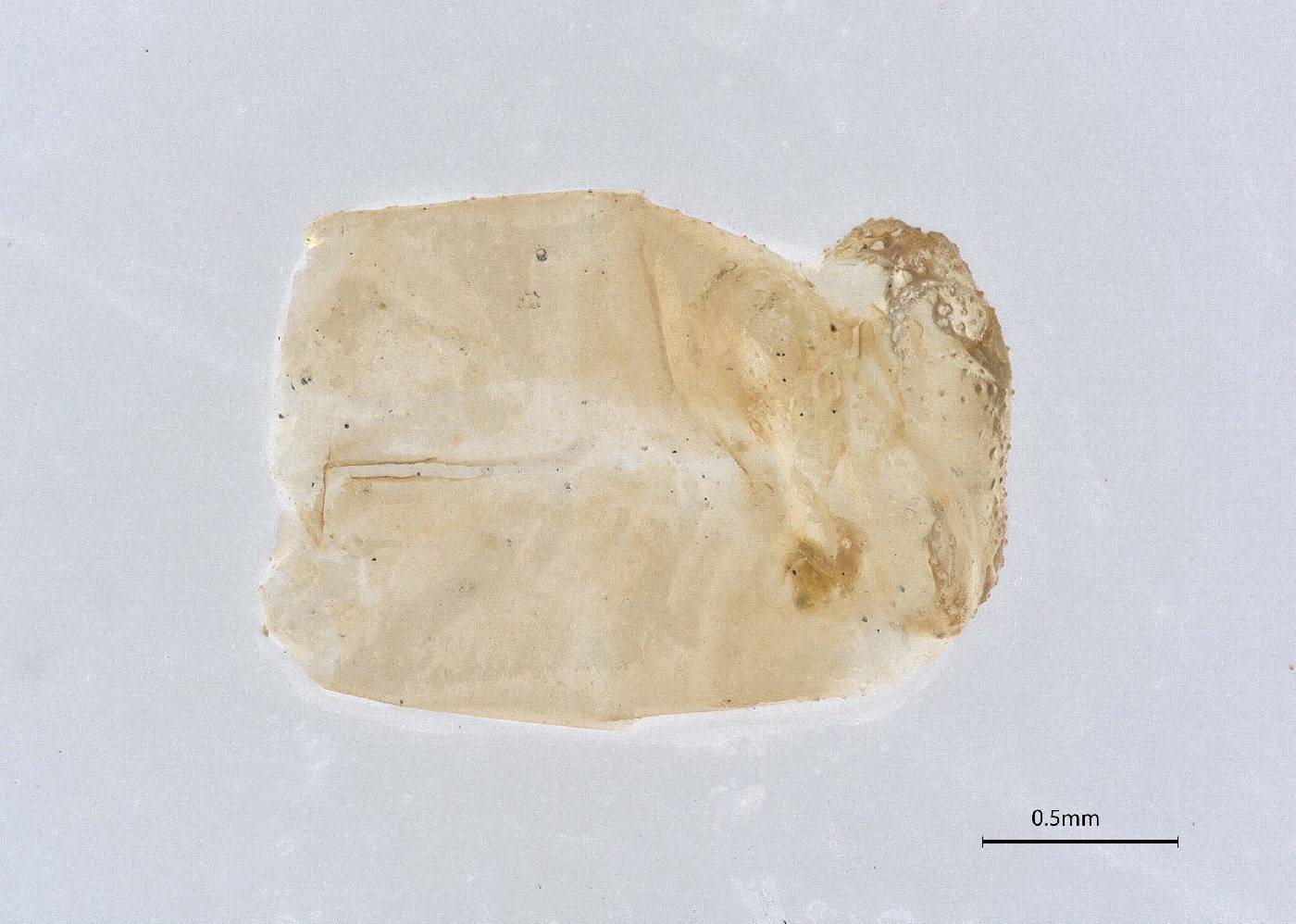 Gnopholeontini image