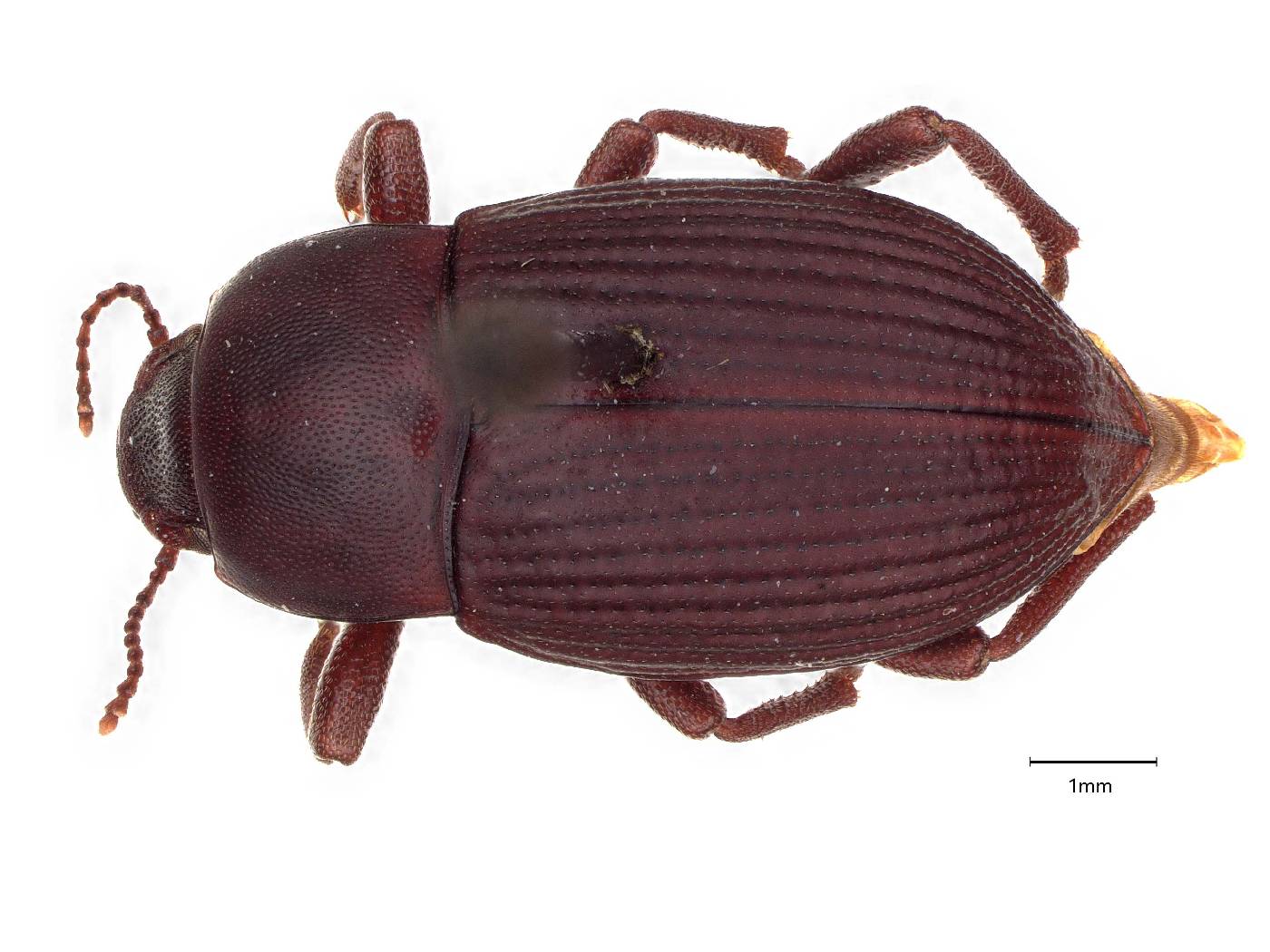 Stomion obesum image