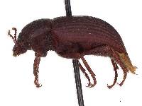 Stomion obesum image