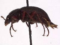 Stomion cribricollis image