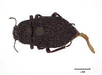 Stomion rugosum image