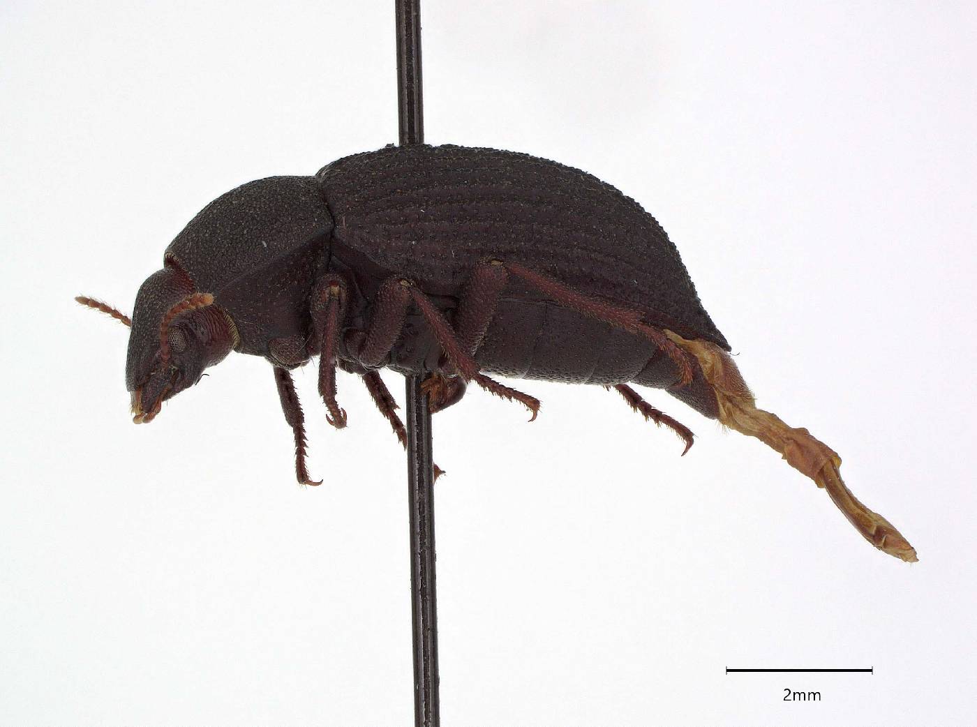 Stomion rugosum image