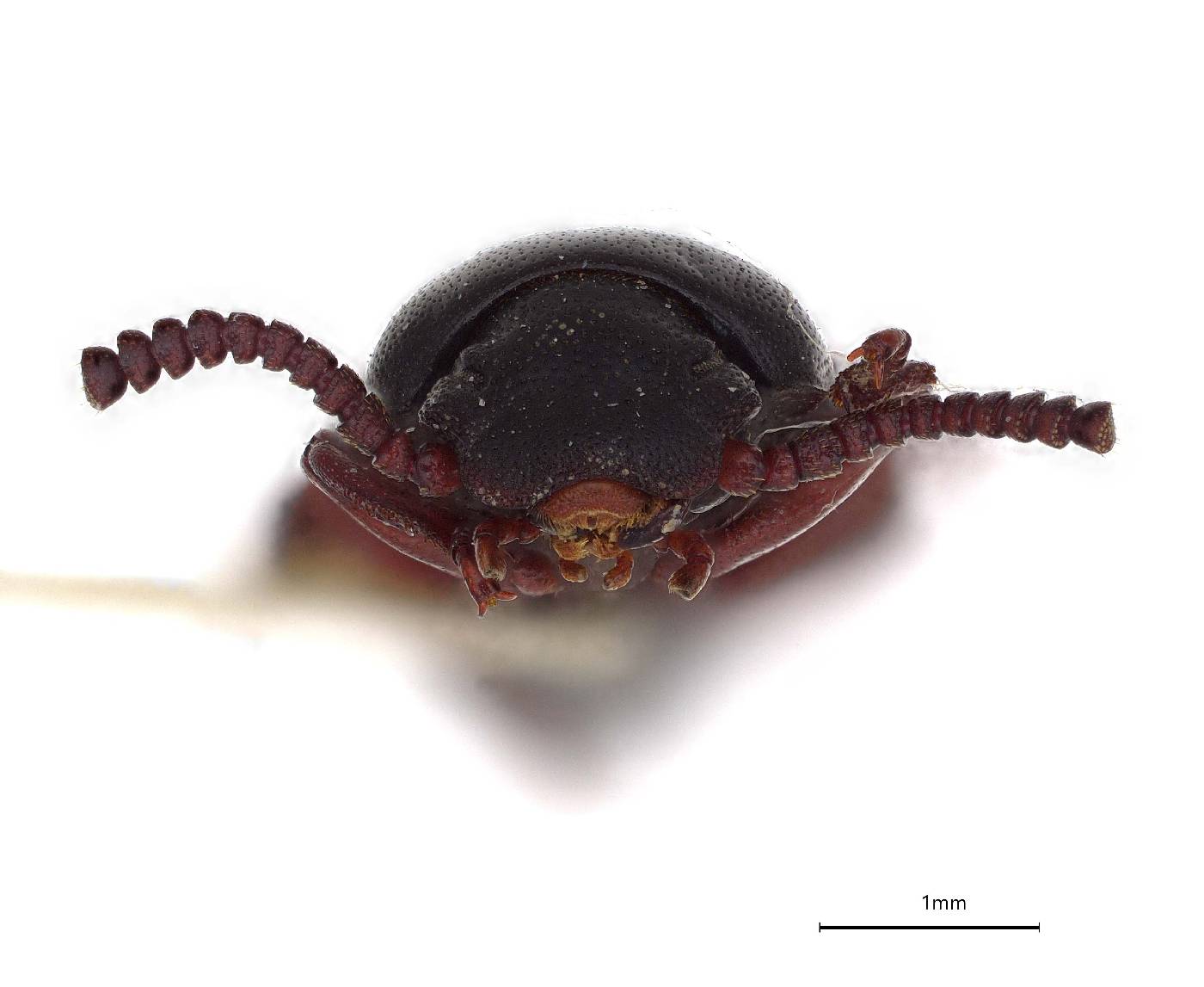 Ammophorus simplex image