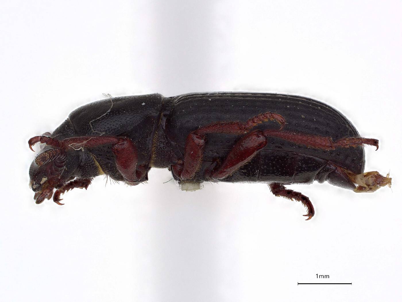 Ammophorus simplex image