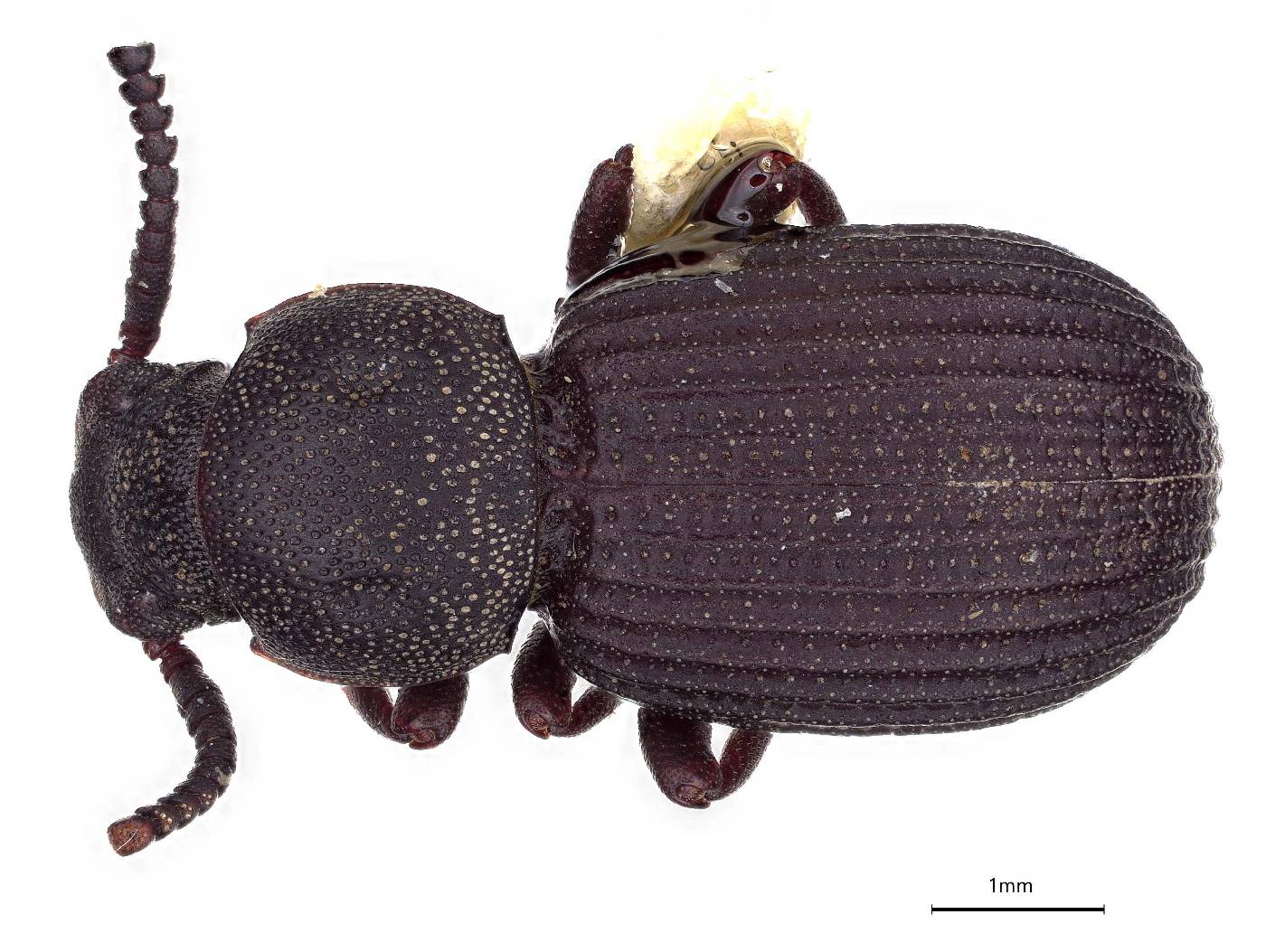 Ammophorus blairi image