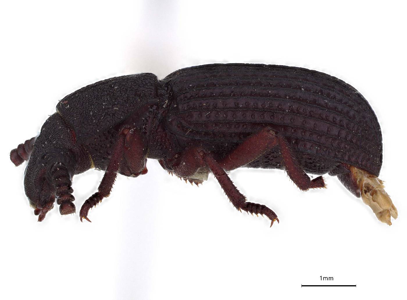 Ammophorus antennatus image