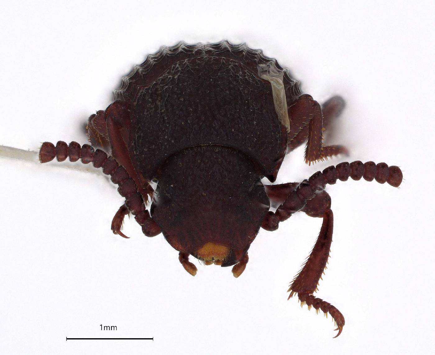 Ammophorus abingdoni image