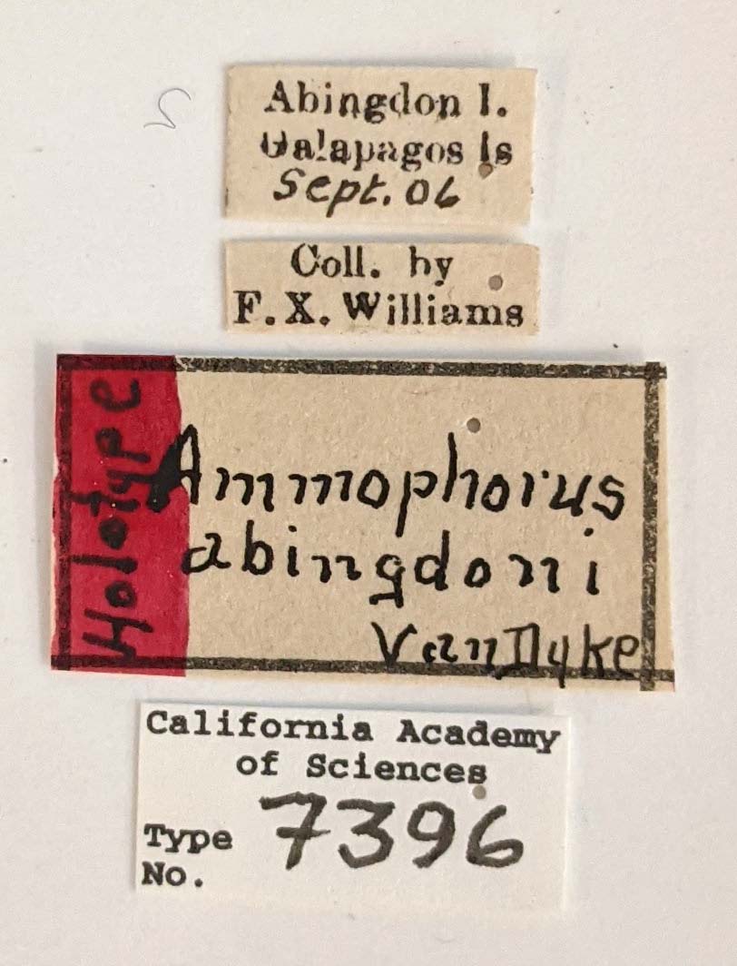 Ammophorus abingdoni image
