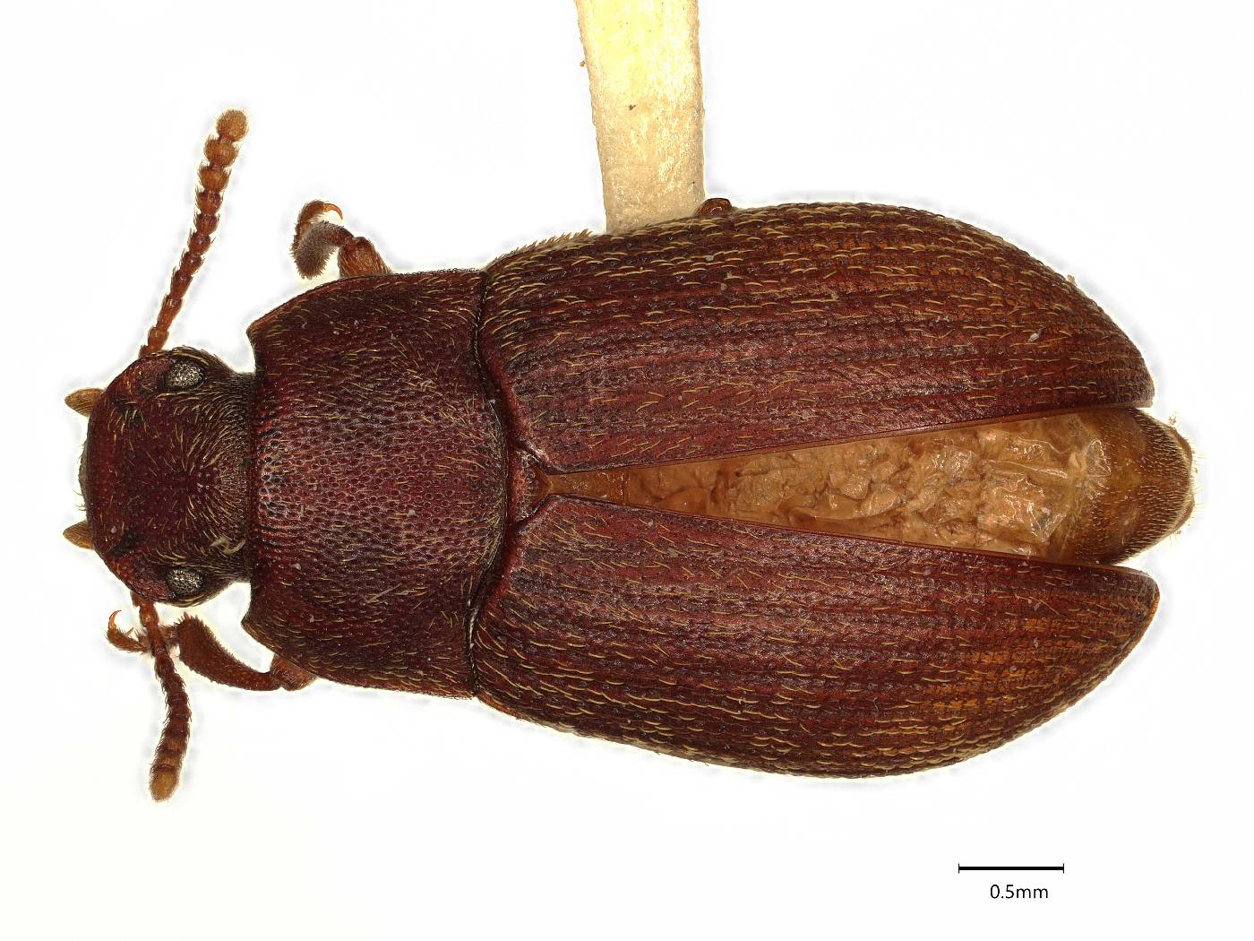 Pedonoeces wenmani image