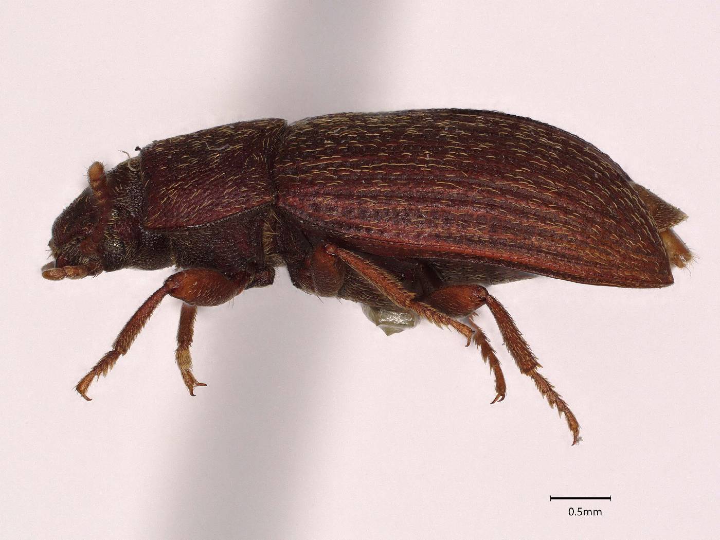 Pedonoeces wenmani image