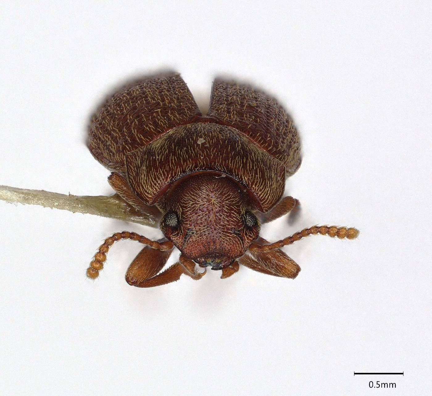 Pedonoeces culpepperi image