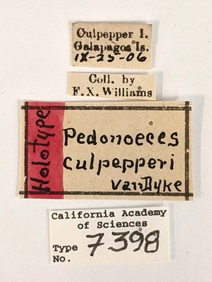 Pedonoeces culpepperi image