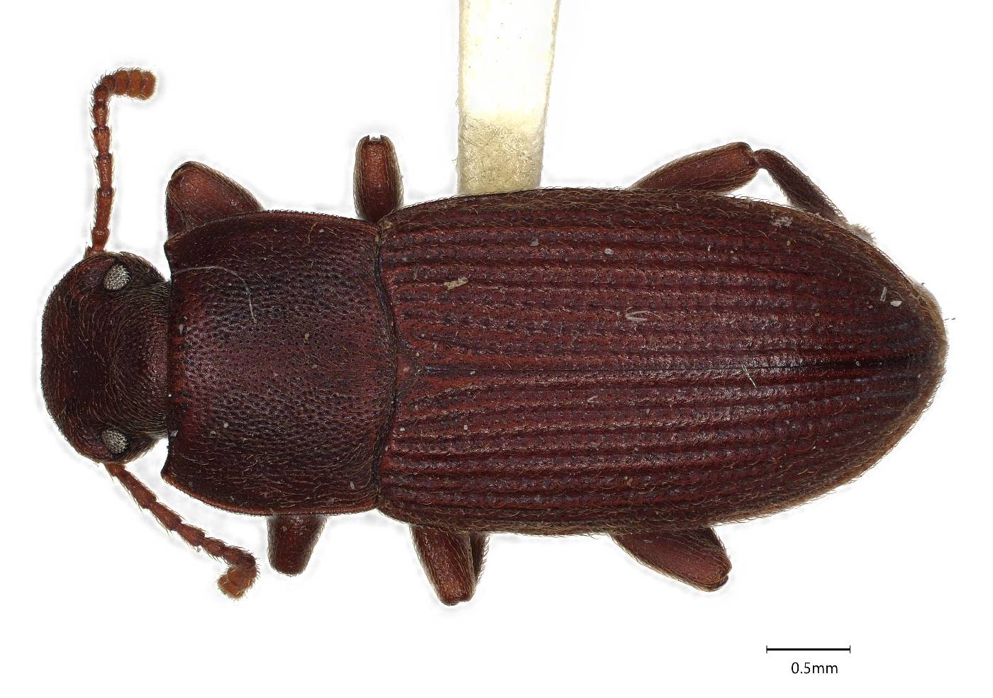 Pedonoeces blairi image