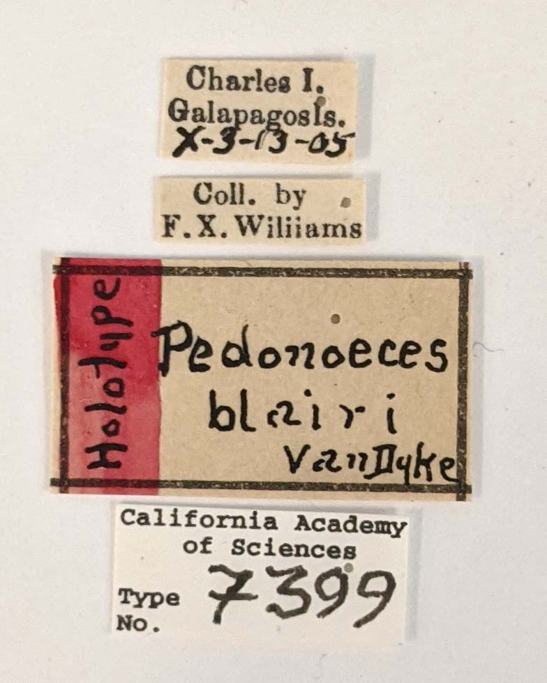 Pedonoeces blairi image