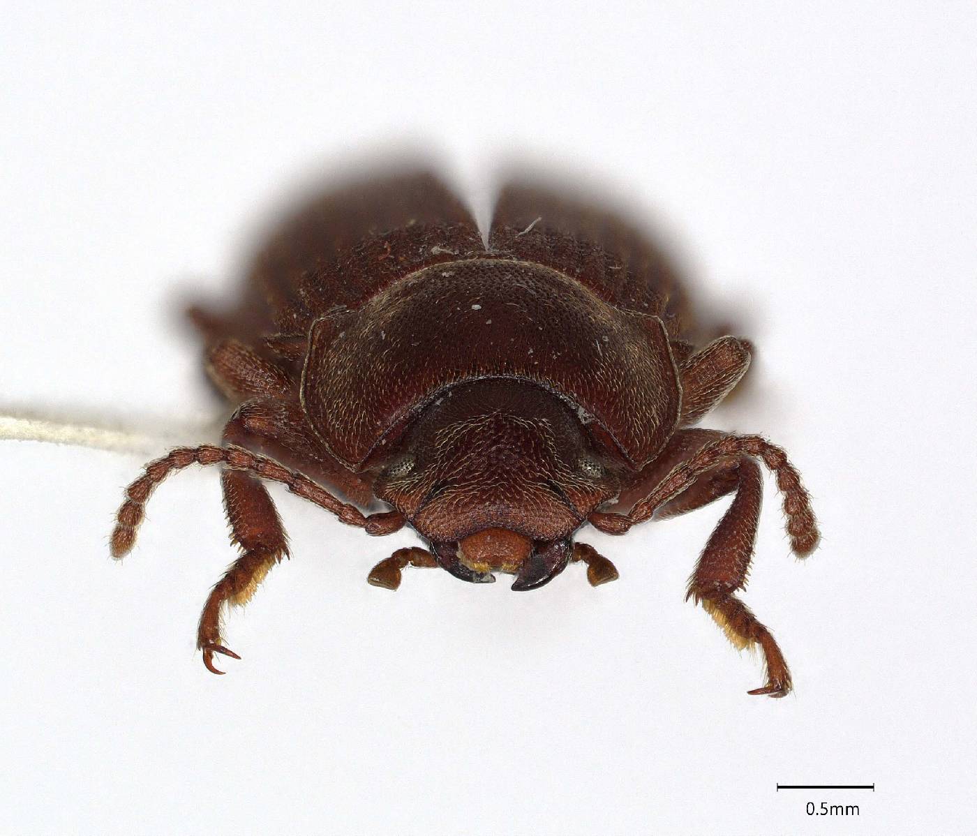 Pedonoeces caudatus image