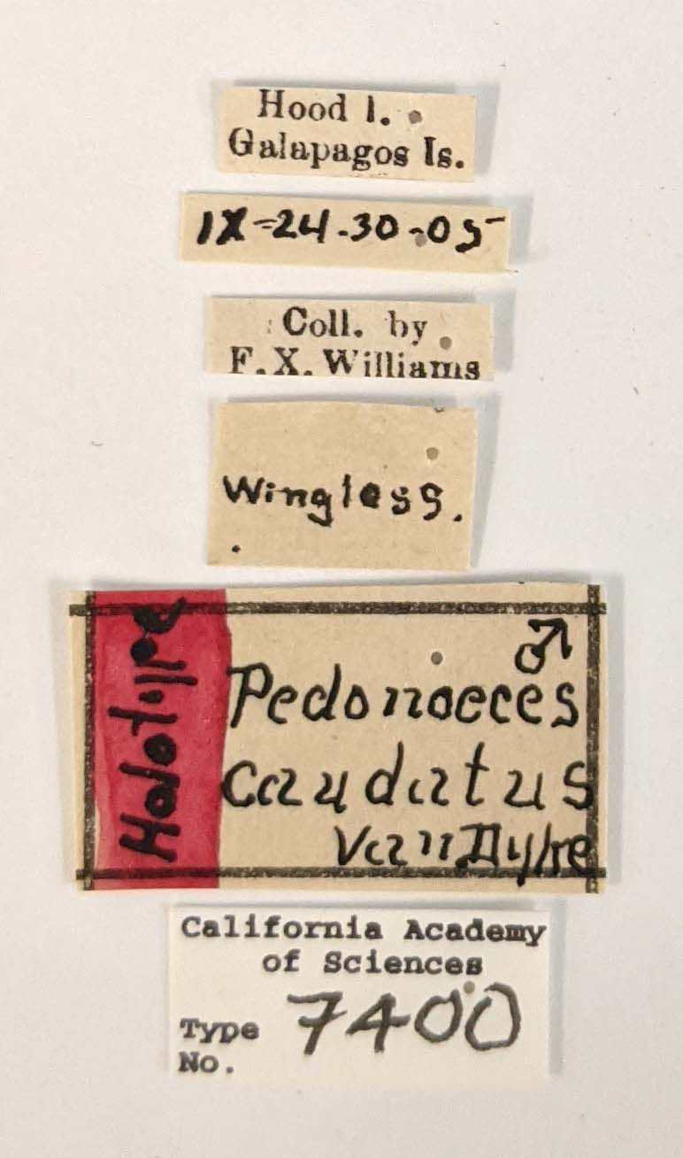 Pedonoeces caudatus image