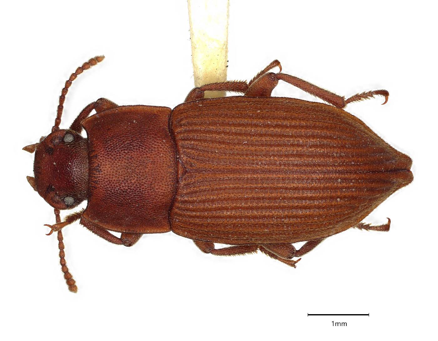 Pedonoeces apicalis image